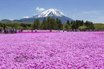 lavanda