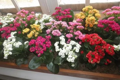 flores
