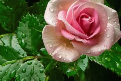 Rosa