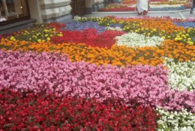 alfombra de flores