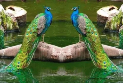 imagem