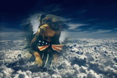 MY PET ANGEL R.I.HEAVEN TILL WE MEET AGAIN " KILO " jigsaw puzzle