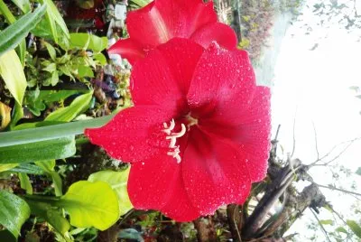 Flor