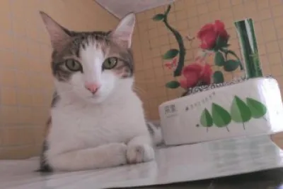 cat jigsaw puzzle