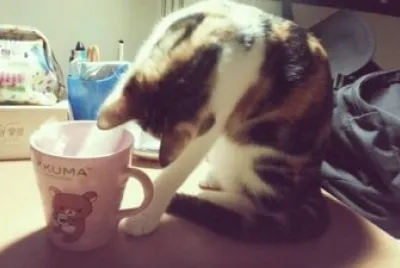 cat jigsaw puzzle