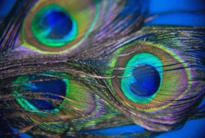 peacock feathers