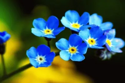 39 jigsaw puzzle