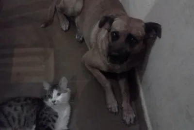 Negro y LeÃ³n