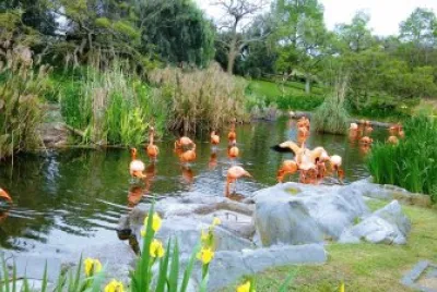 Grupo de flamencos jigsaw puzzle