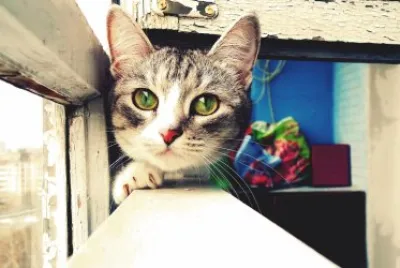 cats5