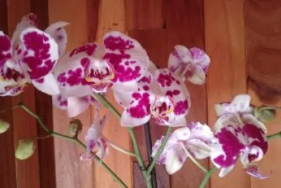 Orquideas jigsaw puzzle