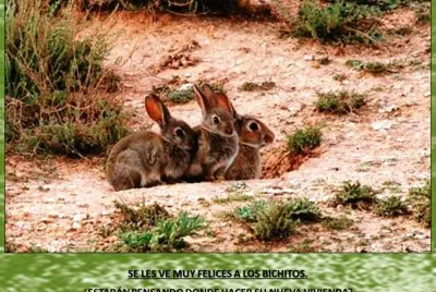 SE LES VE MUY FELICES A LOS BICHITOS.