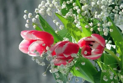 tulipes jigsaw puzzle