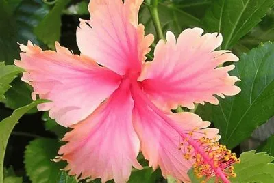 Amapola jigsaw puzzle