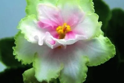 Flor jigsaw puzzle