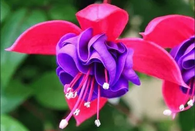 Flor jigsaw puzzle