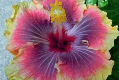 Hibiscus jigsaw puzzle