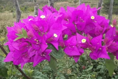 flores na Bahia