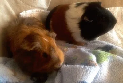 Pets