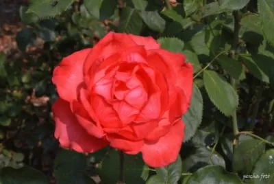 rose jigsaw puzzle