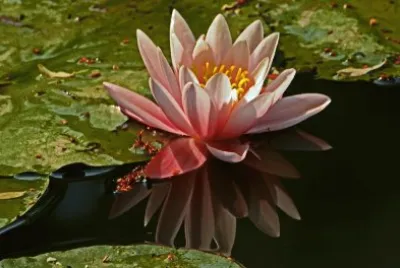 seerose jigsaw puzzle