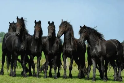caballos del mundo jigsaw puzzle