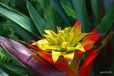 Flower jigsaw puzzle
