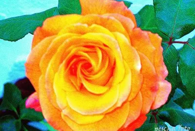 rose jigsaw puzzle