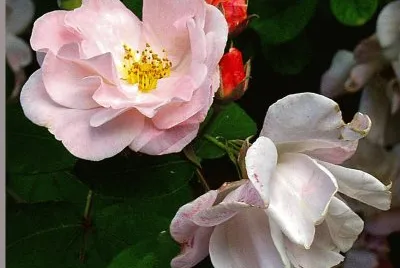 nature jigsaw puzzle