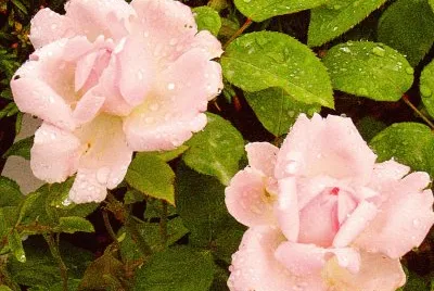 rosen jigsaw puzzle