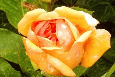 rose jigsaw puzzle