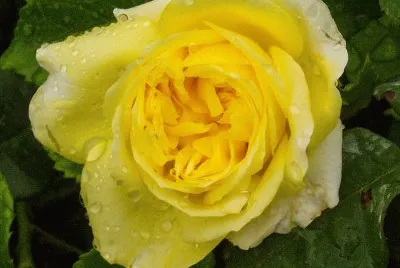 rose jigsaw puzzle