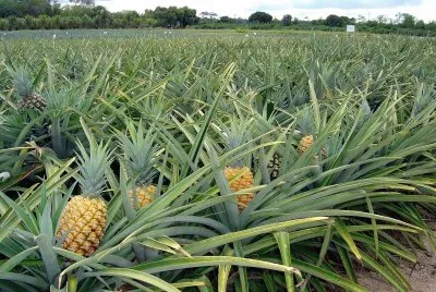 Plantação de Abacaxis