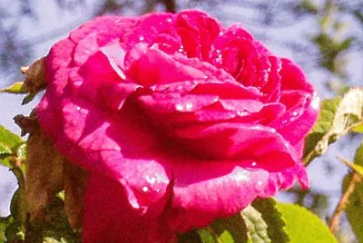 rose