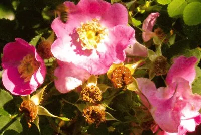 rose jigsaw puzzle