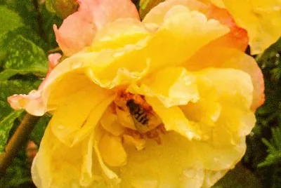 rose jigsaw puzzle