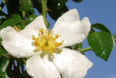 Flower jigsaw puzzle