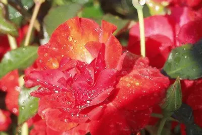 im Rosengarten jigsaw puzzle
