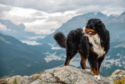 Chien en montagne jigsaw puzzle
