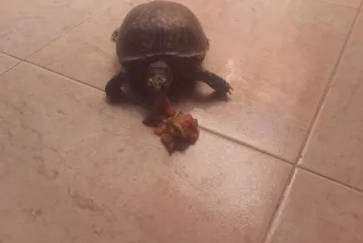 tortuga de tierra