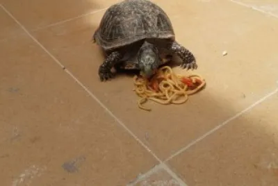 tortuga de tierra comiendo spaguettis