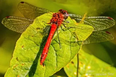 libelle