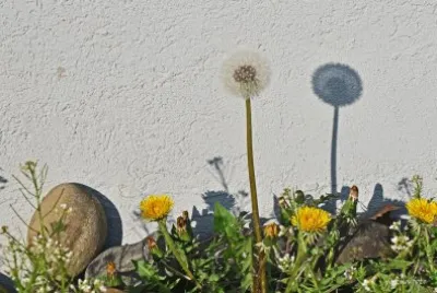 lÃ¶wenzahn