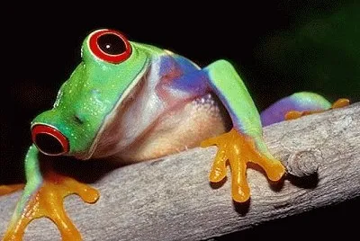 rana venenosa