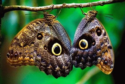 mariposas