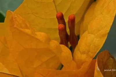 bougainvillea jigsaw puzzle