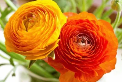 imagem jigsaw puzzle