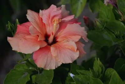 hibiskus jigsaw puzzle