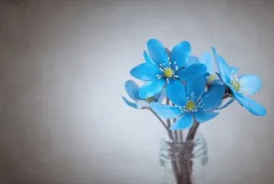 Flores azules