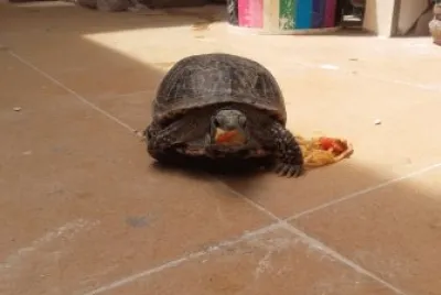 tortuga de tierra comiendo spaguettis